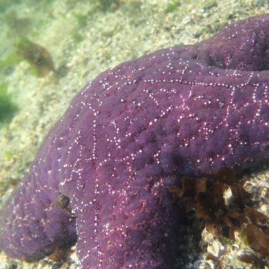 Large Purple Starfish