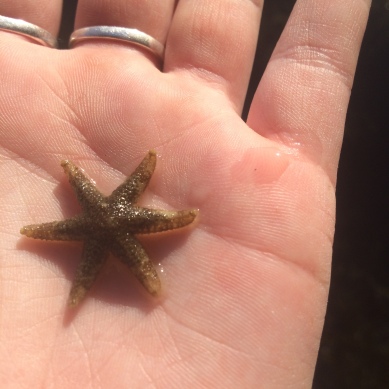 Adorable 6 leg starfish
