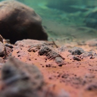 Underwater views of the pink algae that forms naturally in the hot springs.