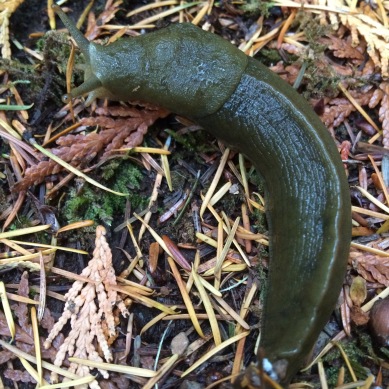 Stumbled upon this adorable creature. If you haven't noticed, I love slugs.