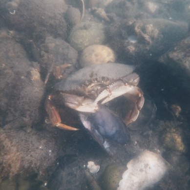 Crab in Bellingham Bay
