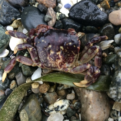Crabs on the Beach