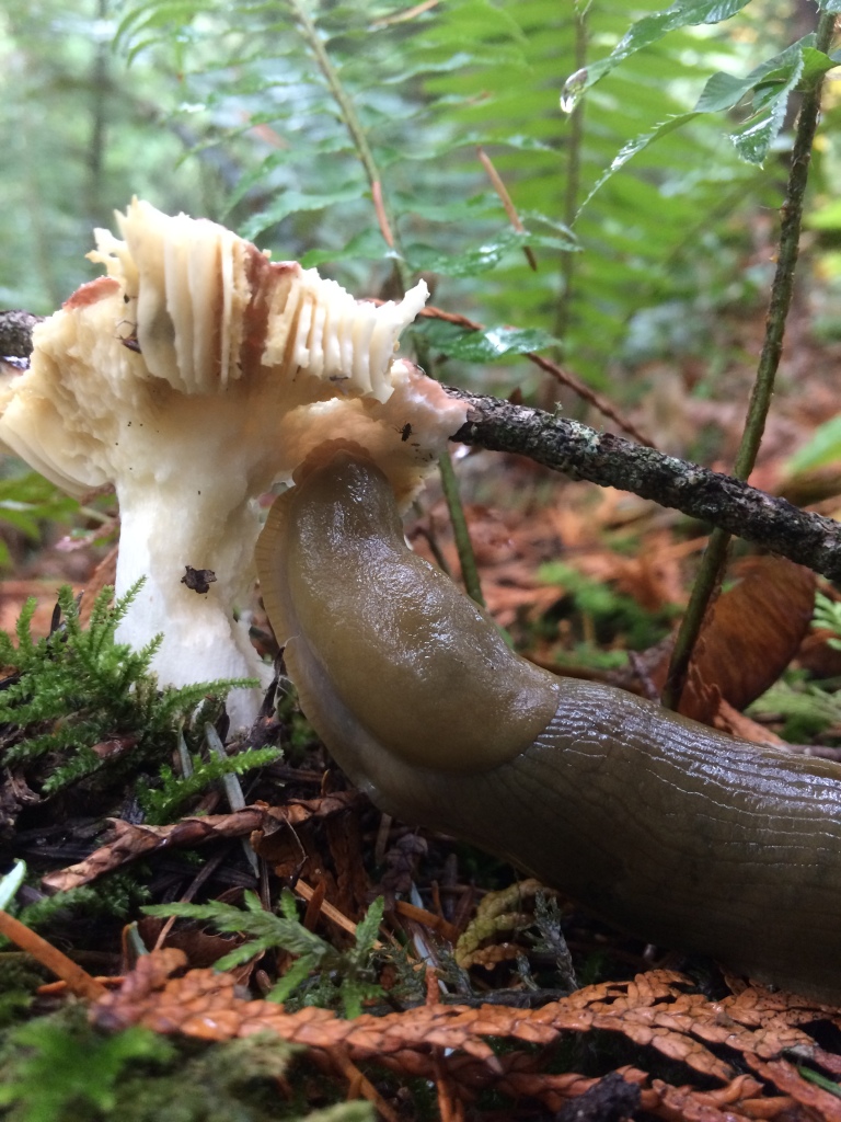 Slug eating a mushroom along the side of the trail.